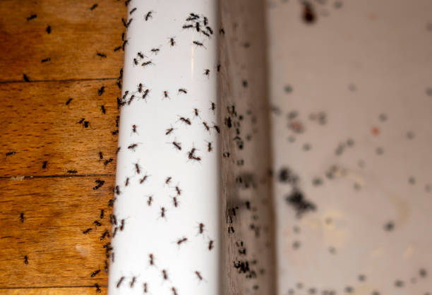 Best Flea Control Services  in Yorketown, NJ
